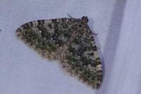 Euphyia frustata frustata