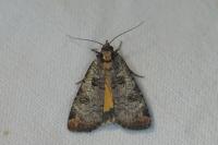 Epilecta linogrisea