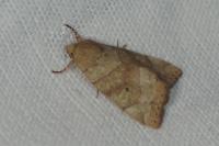 Cosmia trapezina