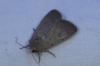 Caradrina aspersa