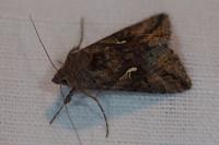 Autographa gamma