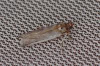 Denticera divisella