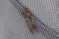 Selagia spadicella