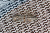 Asalebria florella