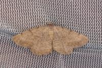 Selidosema brunnearia brunnearia