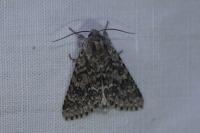 Acronicta euphorbiae
