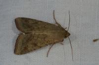 Helicoverpa armigera