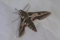 Hyles euphorbiae