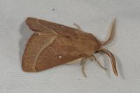 Lasiocampa trifolii trifolii