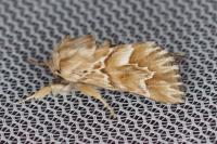 Acronicta chamoenices