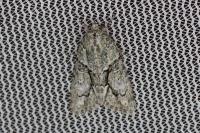 Cryphia lusitanica