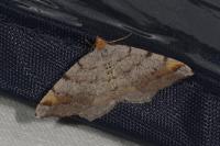 Macaria liturata