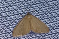 Minoa murinata
