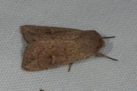 Mythimna ferrago