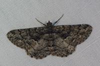 Peribatodes ilicaria ilicaria