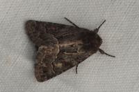 Thalpophila matura