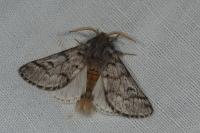 Thaumetopoea pityocampa