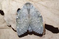 Stauropus fagi