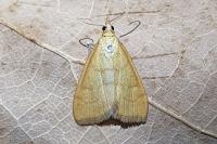 Anania crocealis