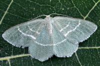 Chlorissa cloraria