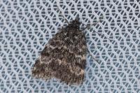 Orenaia alpestralis alpestralis