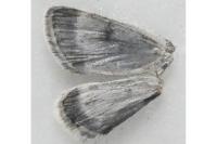 Orenaia helveticalis