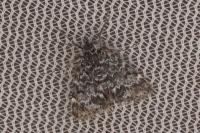 Orenaia andereggialis