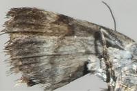 Orenaia andereggialis