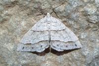 Mesotype parallelolineata