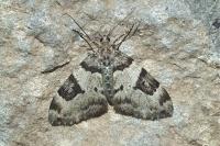 Thera vetustata
