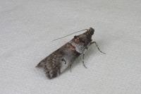 Acrobasis legatea