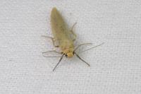 Indalia pygmaeola pallifrons