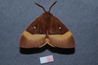 Lasiocampa quercus quercus