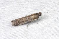 Huertasiella italogallicella