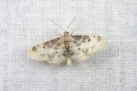Idaea filicata
