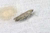Phycitodes inquinatella