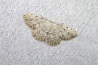 Scopula submutata roseonitens