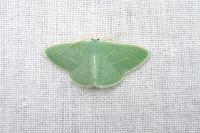 Xenochlorodes olympiaria