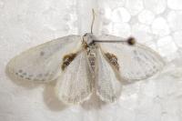 Cilix hispanica