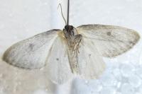 Cilix hispanica