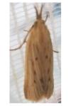 Ematheudes punctella