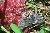 Abrostola triplasia