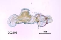 Eilema caniola