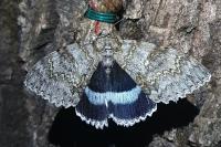 Catocala fraxini