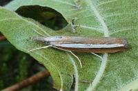 Agriphila latistria