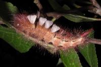 Calliteara pudibunda
