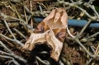 Phlogophora meticulosa