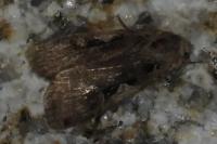 Xestia c-nigrum