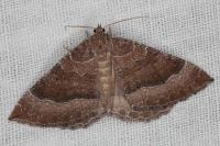 Larentia clavaria