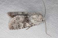 Polymixis dubia
